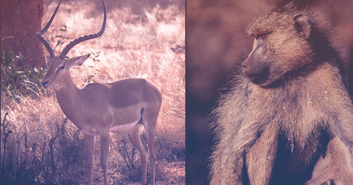 baboon and impala