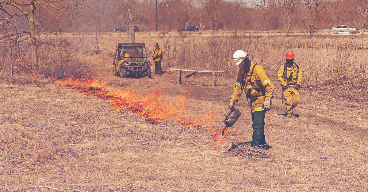 Firefighters lighting a controlled burn