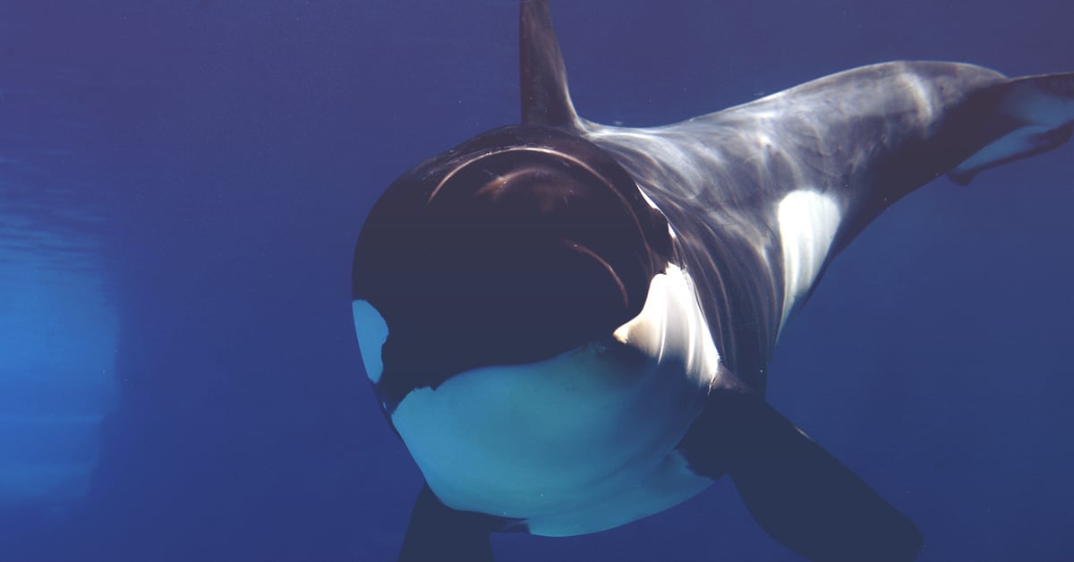 How to Train Your Killer Whale
