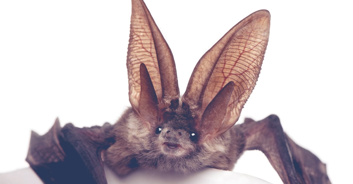 close up of bat