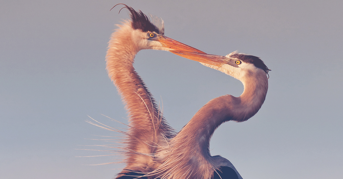 close up of two blue herons