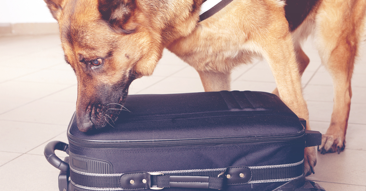 dog sniffing suitcase
