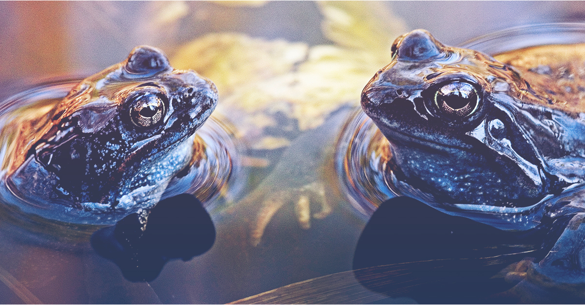 frogs facing each other in a pond